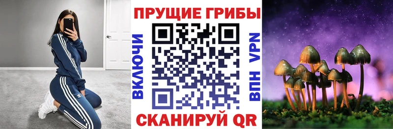 Купить закладки  Каменск-Шахтинский  Галлюциногенные грибы Cubensis 